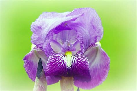 62 Purple Flower Types with Pictures | Flower Glossary