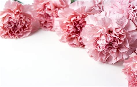 Pink Carnation Wallpapers - Wallpaper Cave