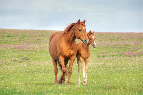 Female Horse Names