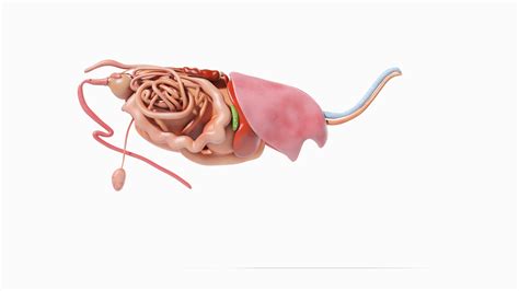 3D model Bull Body, Skeleton and Organs Static - TurboSquid 1724670