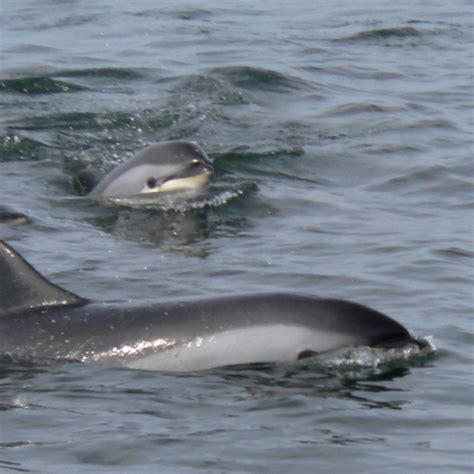 Atlantic White-sided Dolphin | Suffolk Biodiversity Information Service