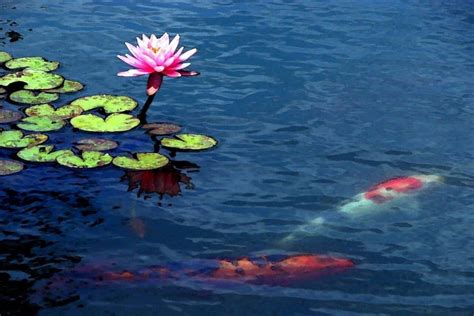 How To Plant Water Lilies In A Koi Pond