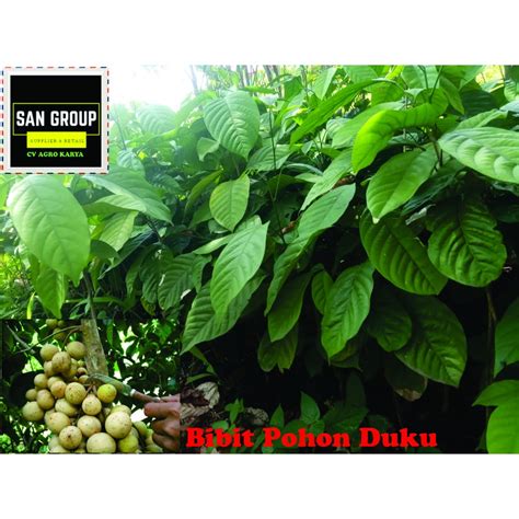 Jual BIBIT TANAMAN DUKU PALEMBANG ASLI TANPA BIJI BENIH POHON DUKU ...