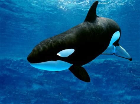 4,100+ Orca Underwater Stock Photos, Pictures & Royalty-Free Images - iStock