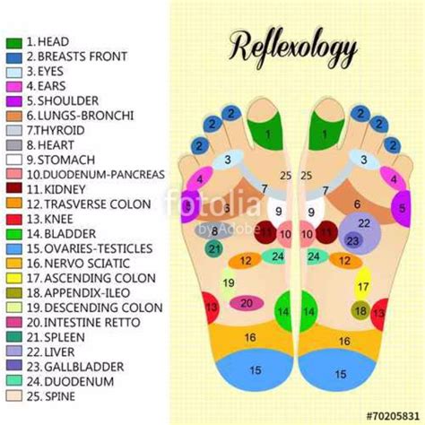 31 Printable Foot Reflexology Charts & Maps ᐅ TemplateLab