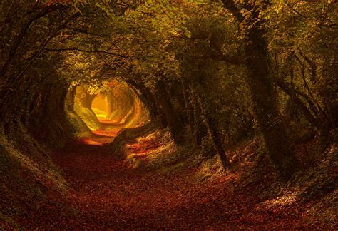 Autumn Forest Tunnel Path - HD Wallpaper