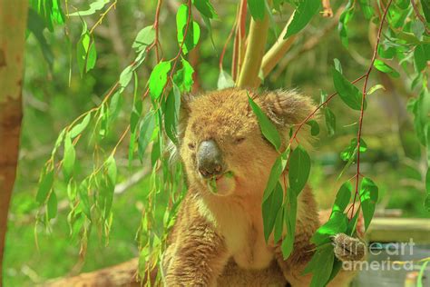 Koala eating eucalyptus Photograph by Benny Marty | Fine Art America