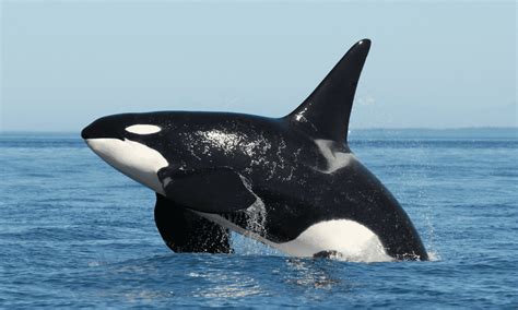 Dolphin Watching Algarve – Orca Whale