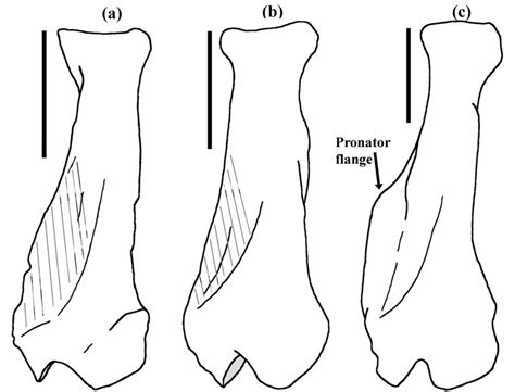 -Posterior radii views of Glossotherium (a), Paramylodon (b), and ...