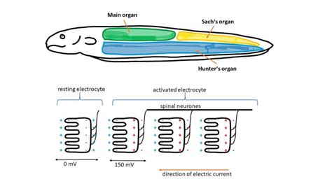 Diagram Of Electric Eel