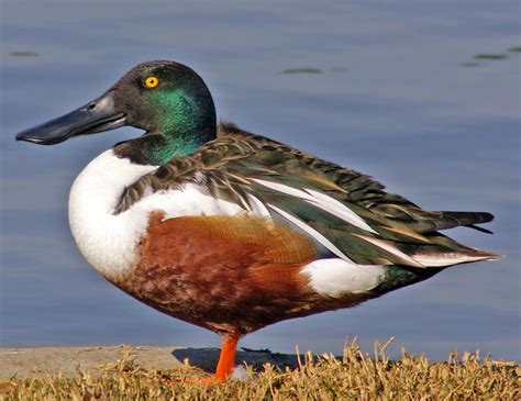 Northern shoveler - Alchetron, The Free Social Encyclopedia