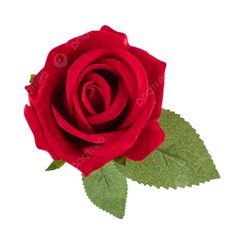 Rose Simulation Red Close Up, Rose Flower, Red, Close Up PNG Transparent Image and Clipart for ...