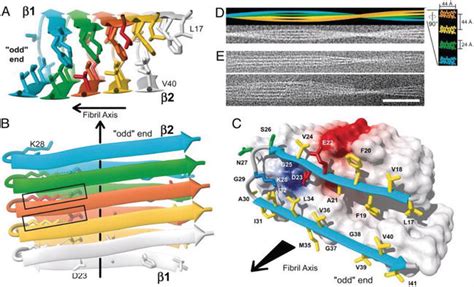 Pathophysiology of Amyloid Fibril Formation | IntechOpen