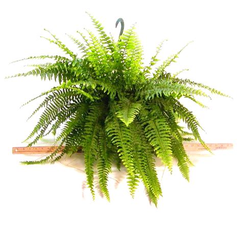 10 IN Hanging Basket Fern