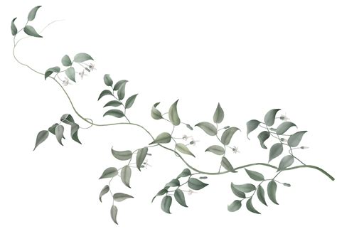 Vine And Branches Png Transparent Vine And Branches P - vrogue.co
