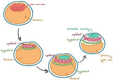 Epiblast Hypoblast