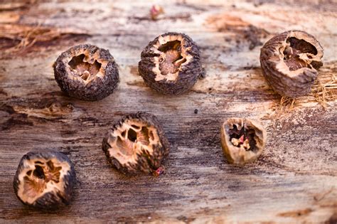 Collecting a Black Walnut Crop for Seeds and Nuts