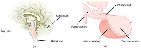 Hypothalamic-Pituitary Axis | Biology for Majors II