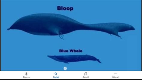 bloop vs blue wal - YouTube