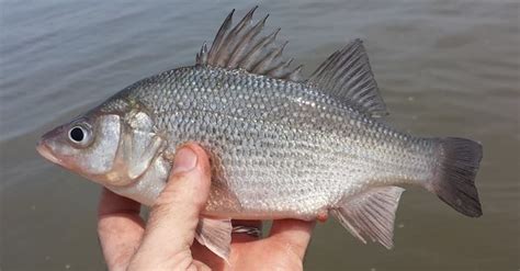 White perch recipes? | TigerDroppings.com