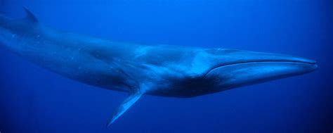 Sei whale, Deep sea animals, Sea whales, fishes, Deep sea creatures ...