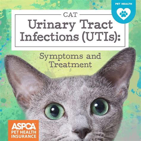 Cat Urinary Tract Infections (UTIs): Symptoms and Treatment | Cat uti, Urinary tract infection ...