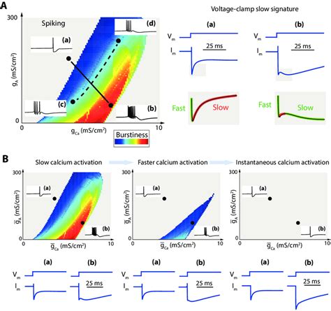 A. The slow transient in a voltage clamp experiment near threshold is a ...