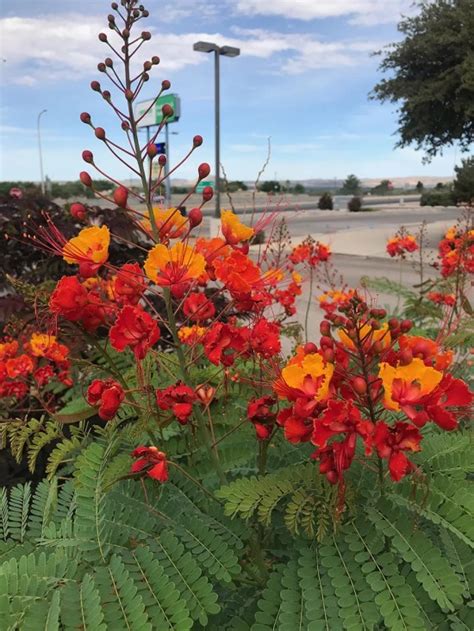 Red Bird of Paradise Plant (Desert Plant) GuzmansGreenhouse.com