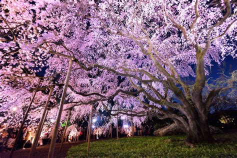 Sakura At Night Festivals