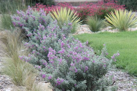 Rock-Oak-Deer: Celebrating Texas Native Plant Week in the garden