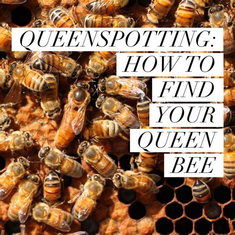 Beekeeping Like A Girl QUEENSPOTTING: HOW TO FIND YOUR QUEEN BEE