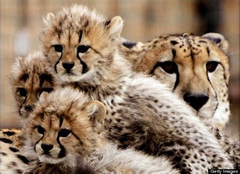 Lion Cubs Hug Trainer On His Last Day At Park (VIDEO) | HuffPost