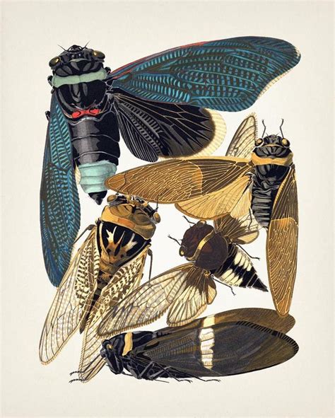 Insects No. 01 1926 Insectes IN-41 Fine Art Print of a Vintage Natural History Academia ...