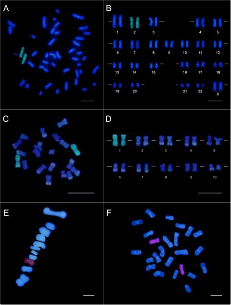 Frontiers | Plant Chromosome-Specific Probes by Microdissection of a Single Chromosome: Is That ...