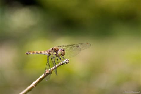 Libelle op een takje • Bas Wetter Photography