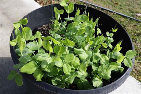 Tips for Growing Peas in Containers | Gardener’s Path