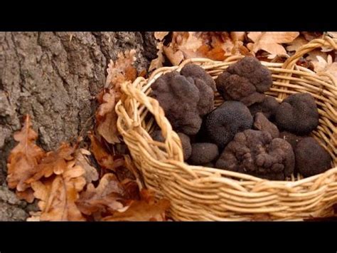 The Most Expensive Food In The World TRUFFLE - YouTube