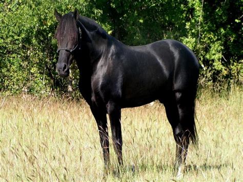 Rose Hill Ranch Paso Finos :: Paso Fino breeding stallions - Ciclon de ...