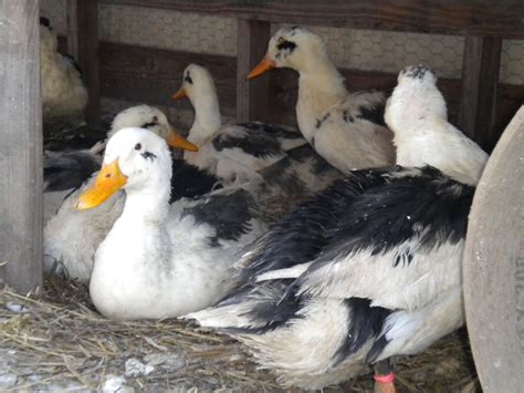 6+ Ancona duck hatching eggs | Ancona ducks, Hatching eggs, Duck