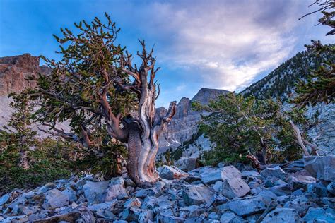 Great Basin National Park Foundation