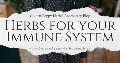 Herbs for your Immune System - Golden Poppy