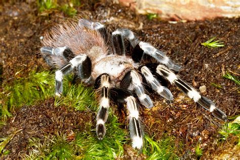 Bird Eating Spider Size - Valentine