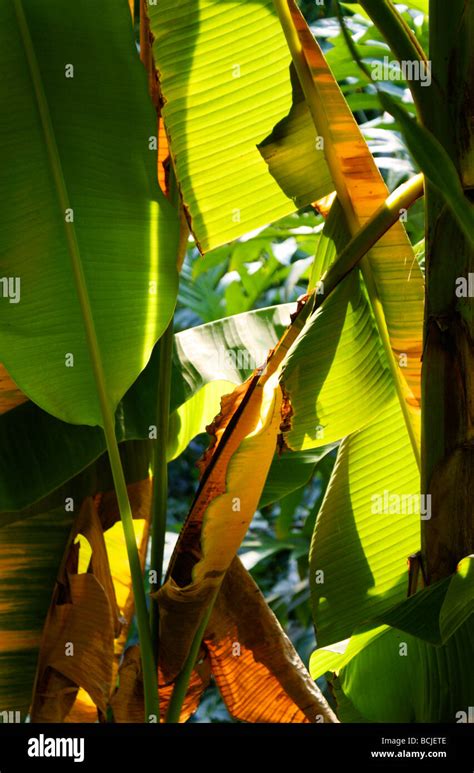 Banana plantation, close-up of plants with sunlight pouring through ...