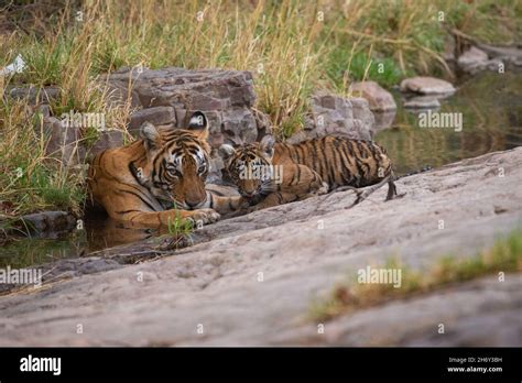 Tiger in the nature habitat. Tiger male walking head on composition ...