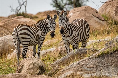 Serengeti Wildlife - HawkeBackpacking.com