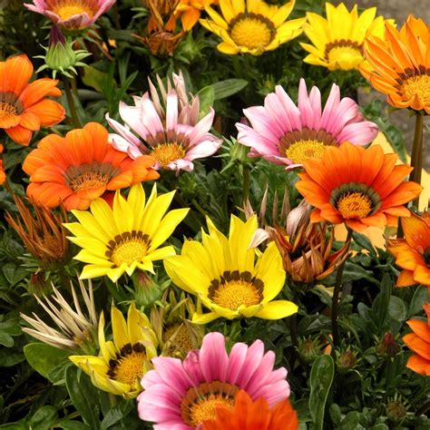 Treasure Flower, Gazania mix seeds - Gazania rigens - 75 seeds – Garden Seeds Market | Free shipping