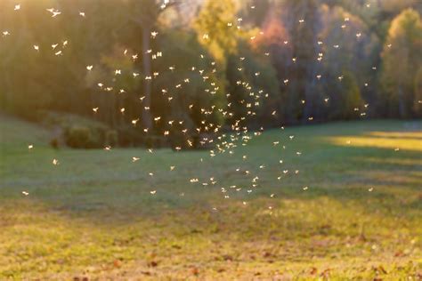 7 Tips on How to Repel Mosquitoes | Family Handyman