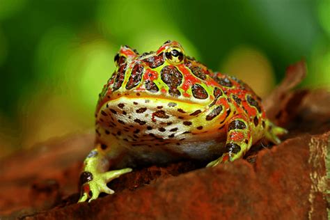 Top 20 Best Pet Frogs For Beginners - More Reptiles