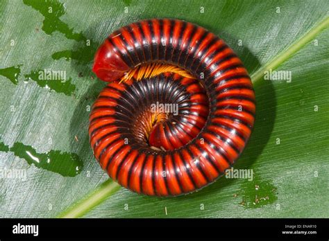 Giant African millipede (Archispirostreptus gigas), Madagascar Stock ...