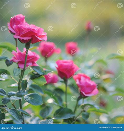 Beautiful Blooming Pink Rose Bushes Stock Image - Image of blossom ...